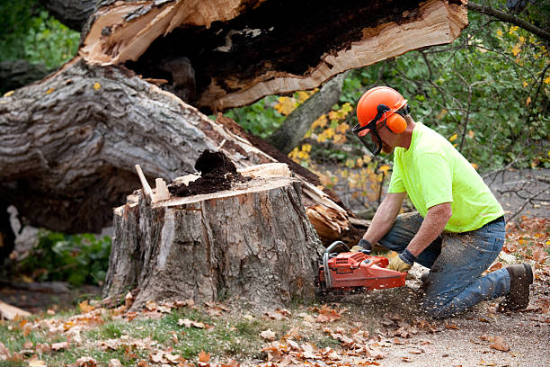 The Steps Involved in Our Tree Care Process in Hart, MI